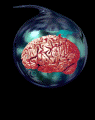 Brain.gif (64704 bytes)